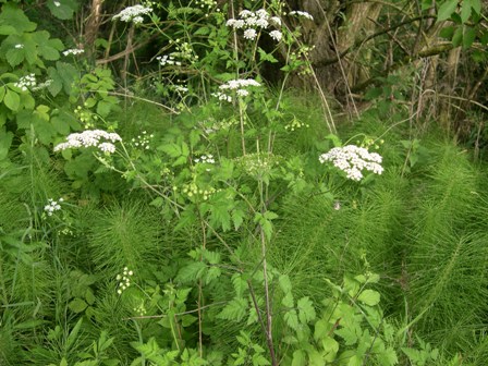 Chaerophyllum temulum